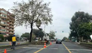 Şehir Merkezinde Ağaç Bakımı