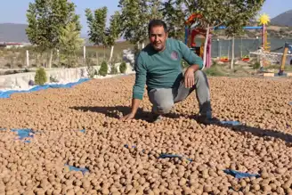 Denizli, Ceviz Üretiminde Liderliğe Doğru