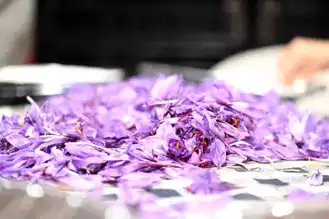 Dikey Tarımla Safran Hasadı Başladı