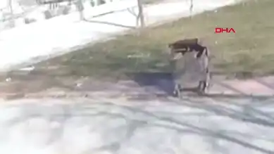 Çöp Konteynerinde Bulunan Köpek İçin Suç Duyurusu