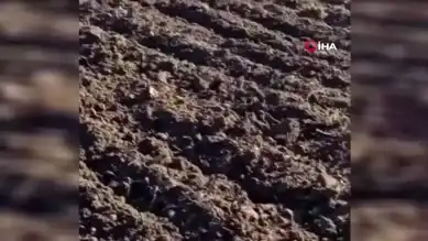 Kanadı Kırık Kartal Kurtarıldı