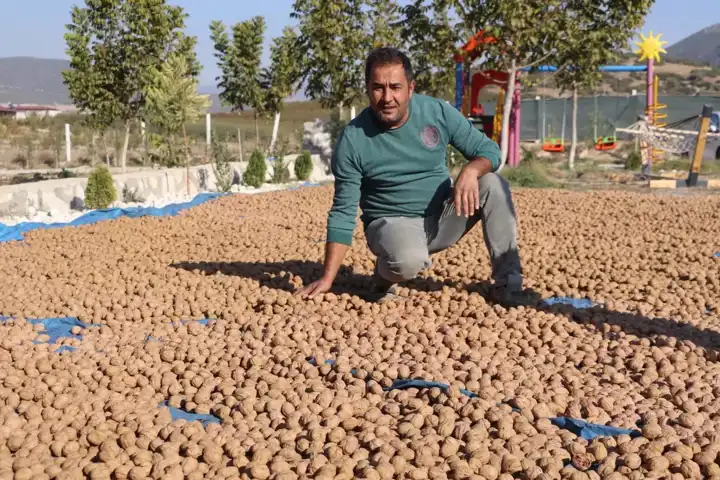 Denizli, Ceviz Üretiminde Liderliğe Doğru